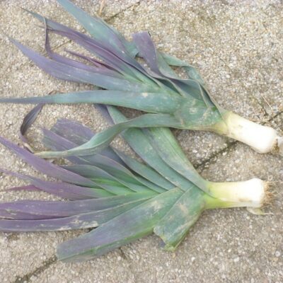 Poireau Bleu de Solaise bio