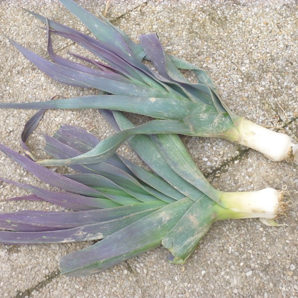 Poireau Bleu de Solaise Bio