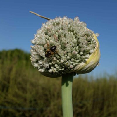 Poireau jaune gros du Poitou bio