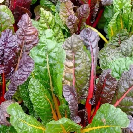 Poirée Bright Light Bio