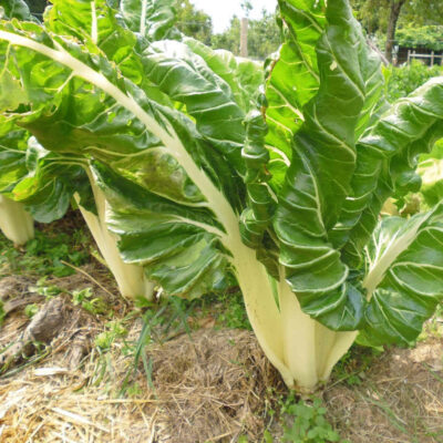 Poirée vert à cardes blanches bio