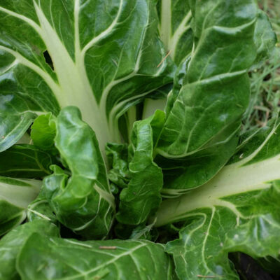 Poirée vert à cardes blanches bio