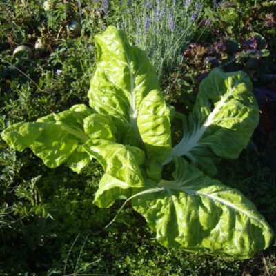 Poirée vert à cardes blanches bio