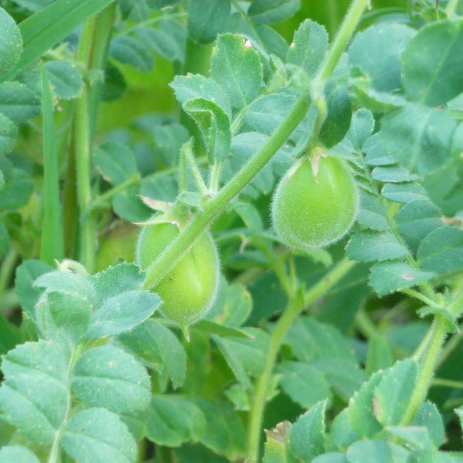 Nos graines potagères de pois chiche BIO - La Bonne Graine