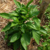 Poivron California Wonder bio