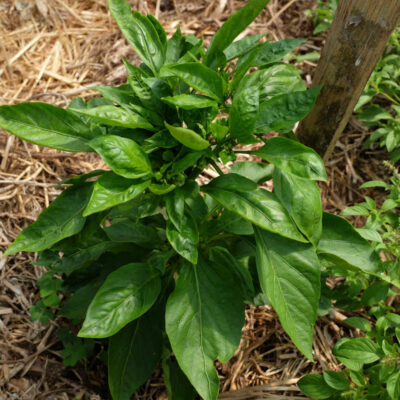 Poivron California Wonder bio