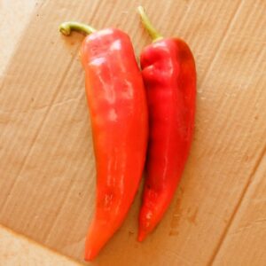 Poivron corne de taureau rouge bio