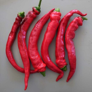 Poivron Doux Très Long des Landes Bio - 0,2 gramme