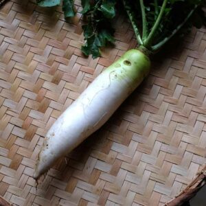 Radis Daikon : cousin asiatique du radis noir en plus long, plus épais, à peau blanche. Très bon, peu fibreux, plus juteux, plus sucré et peu piquant.