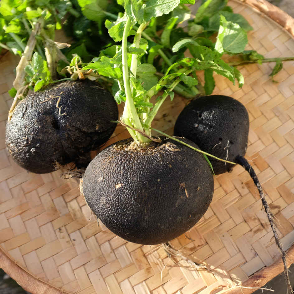 Radis Noir Gros Rond d'Hiver Bio - La Boîte à Graines