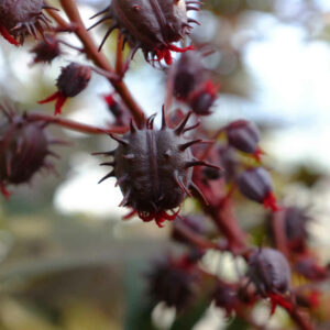Ricin New Zealande purple bio