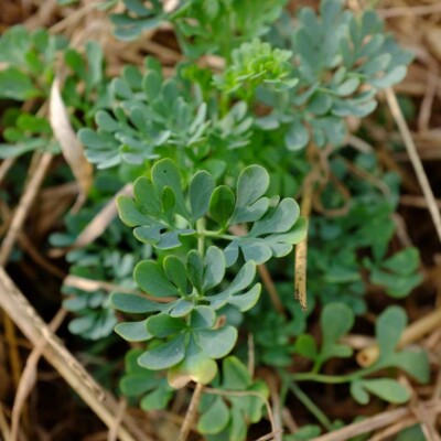 Rue officinale Bio