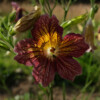 Fleur Salpiglossis Sinuata bio