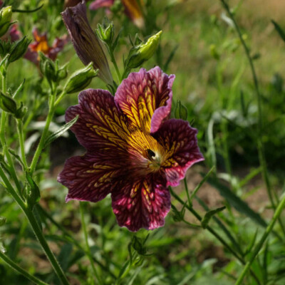 Fleur Salpiglossis Sinuata bio