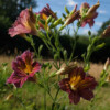 Fleur Salpiglossis Sinuata bio