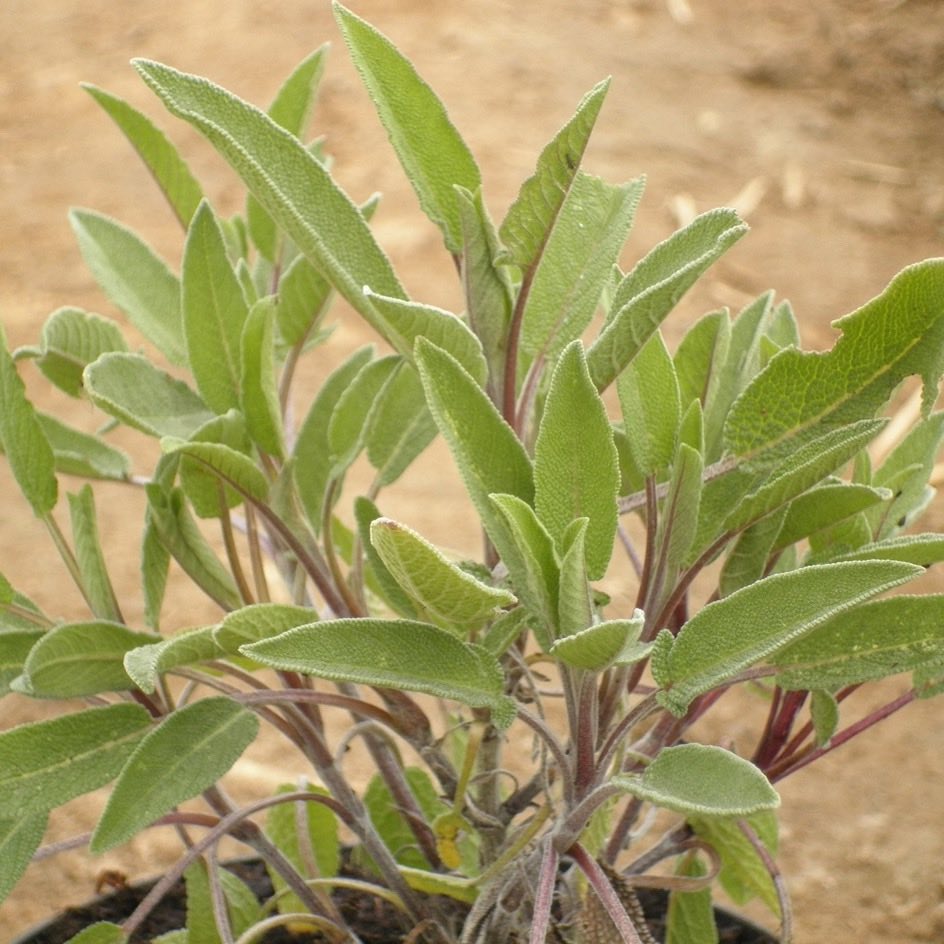 Sauge officinale Bio - La Boîte à Graines