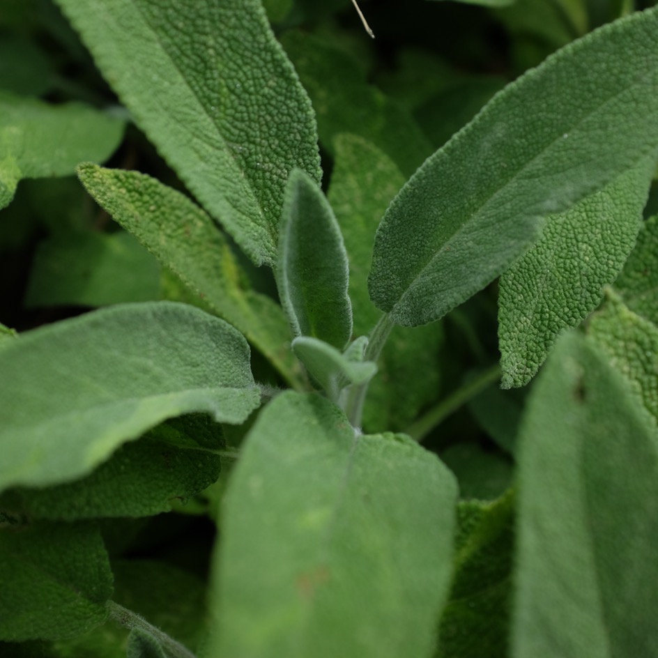 Feuilles de sauge séchées bio