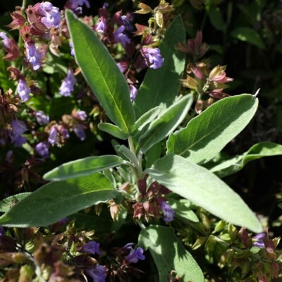 sauge officinale bio