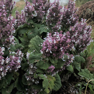 Sauge Sclarée Piémont bio