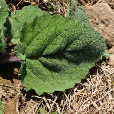 Sauge Sclarée Piémont bio