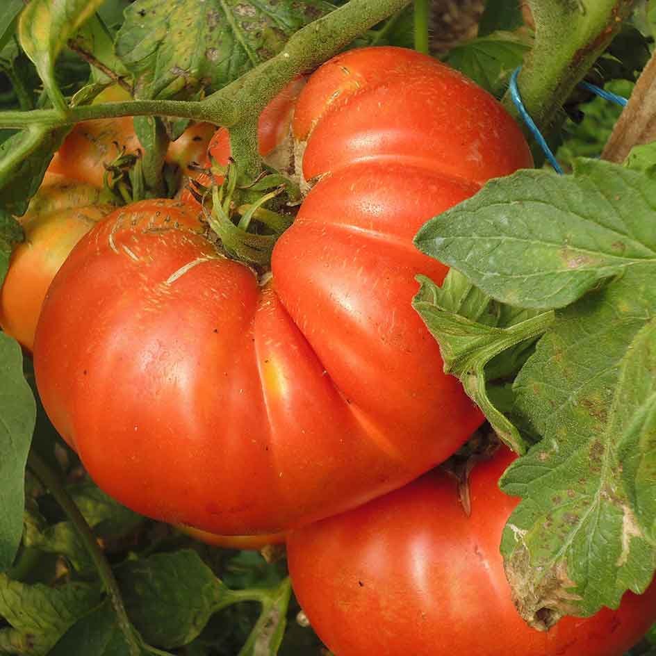 Tomate Italienne (type Beefsteak) Bio - La Boîte à Graines