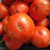 tomate italienne bio