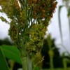 Sorgho Coral bio