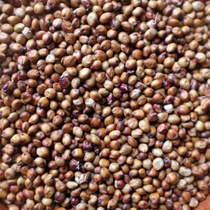 Sorgho Iowa Sweet bio