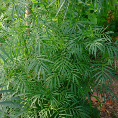 Tagetes Minuta bio