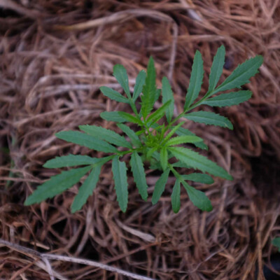 Tagetes Minuta bio