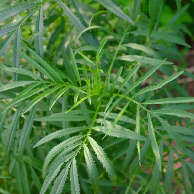 Tagetes Minuta bio