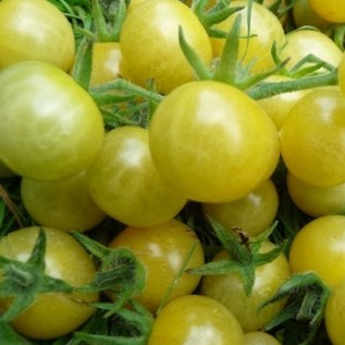 Tomate White Currant bio