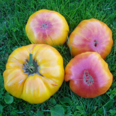 graines a semer de tomate Ananas