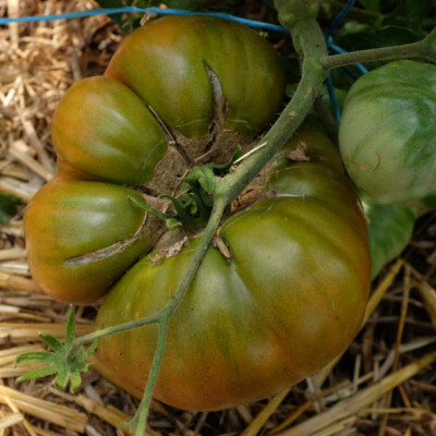 Tomate ananas noire bio