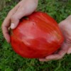 Tomate beefsteak bio