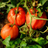 Tomate beefsteak bio