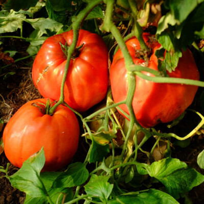 Tomate beefsteak bio