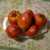 Tomate beefsteak bio