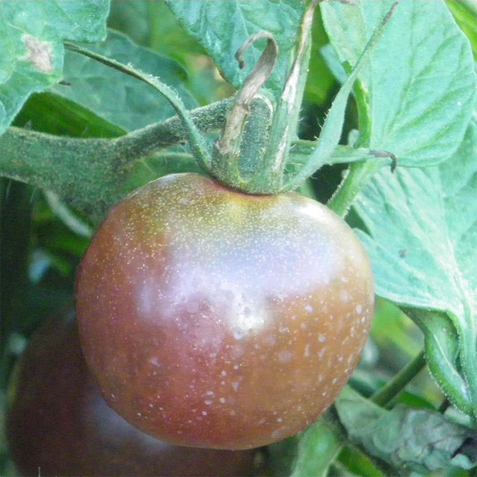 Tomate Black Cherry Bio