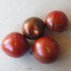 Tomate Black Prince bio