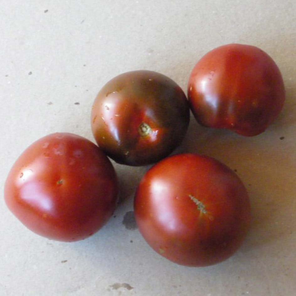 Tomate Black Prince Bio