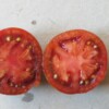 Tomate Black Prince bio