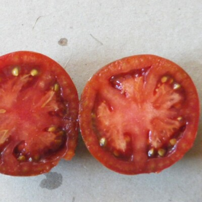 Tomate Black Prince bio