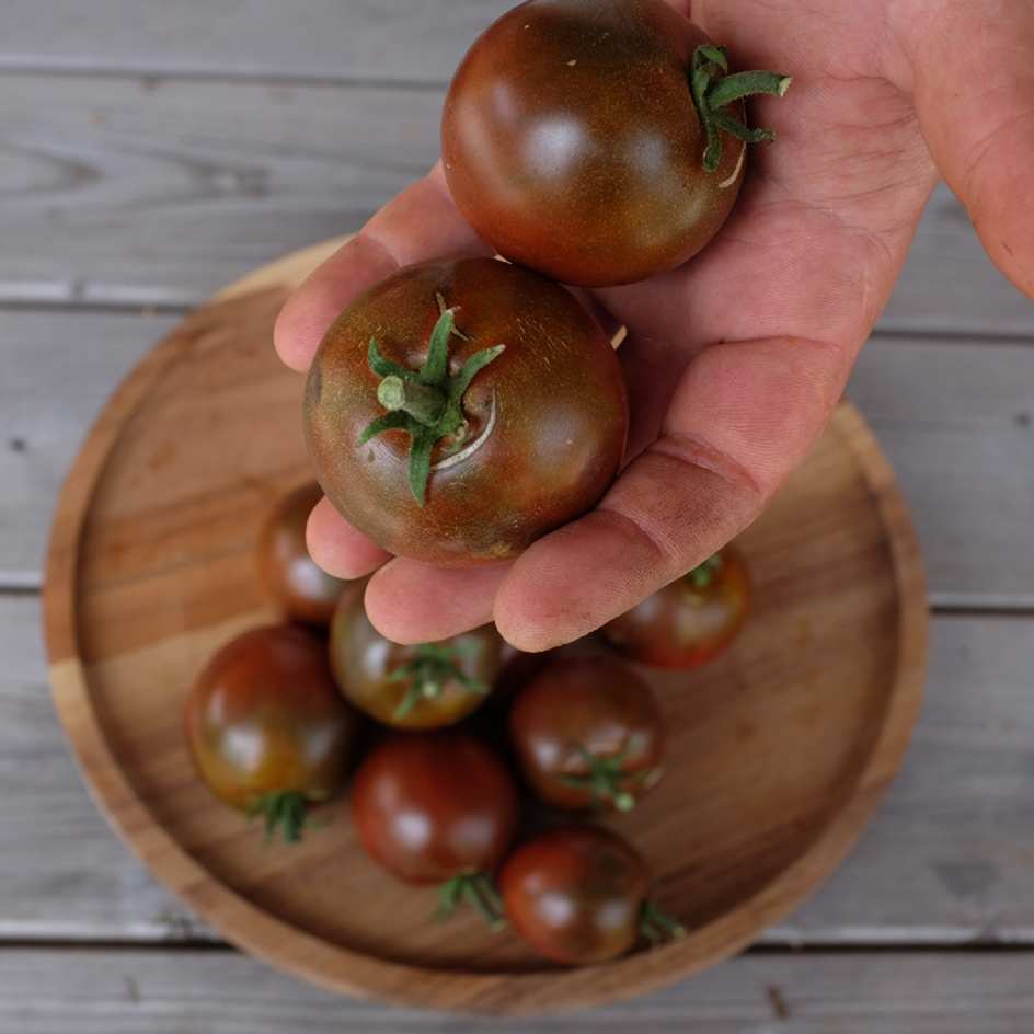 Tomate Black Prince Bio