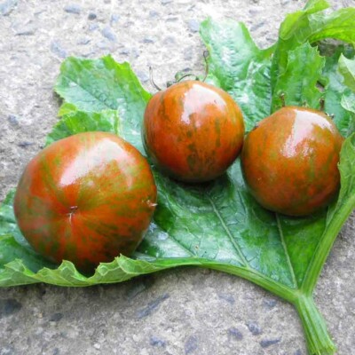 Tomate Black Zebra bio