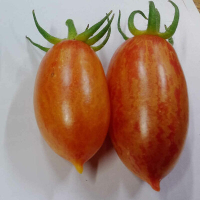 Tomate Blush Tiger bio