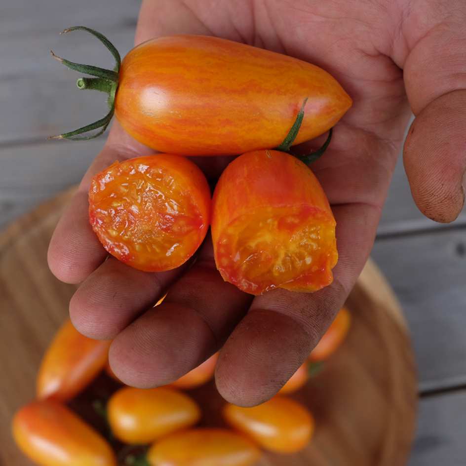 tomate-blush-tiger-bio-semence-boite-a-graines-2025 (8)_WEB Tomate Blush Tiger