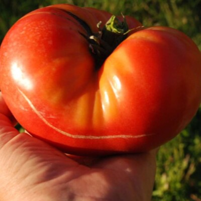 tomate brandywine bio