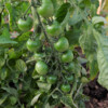 Tomate cerise bio