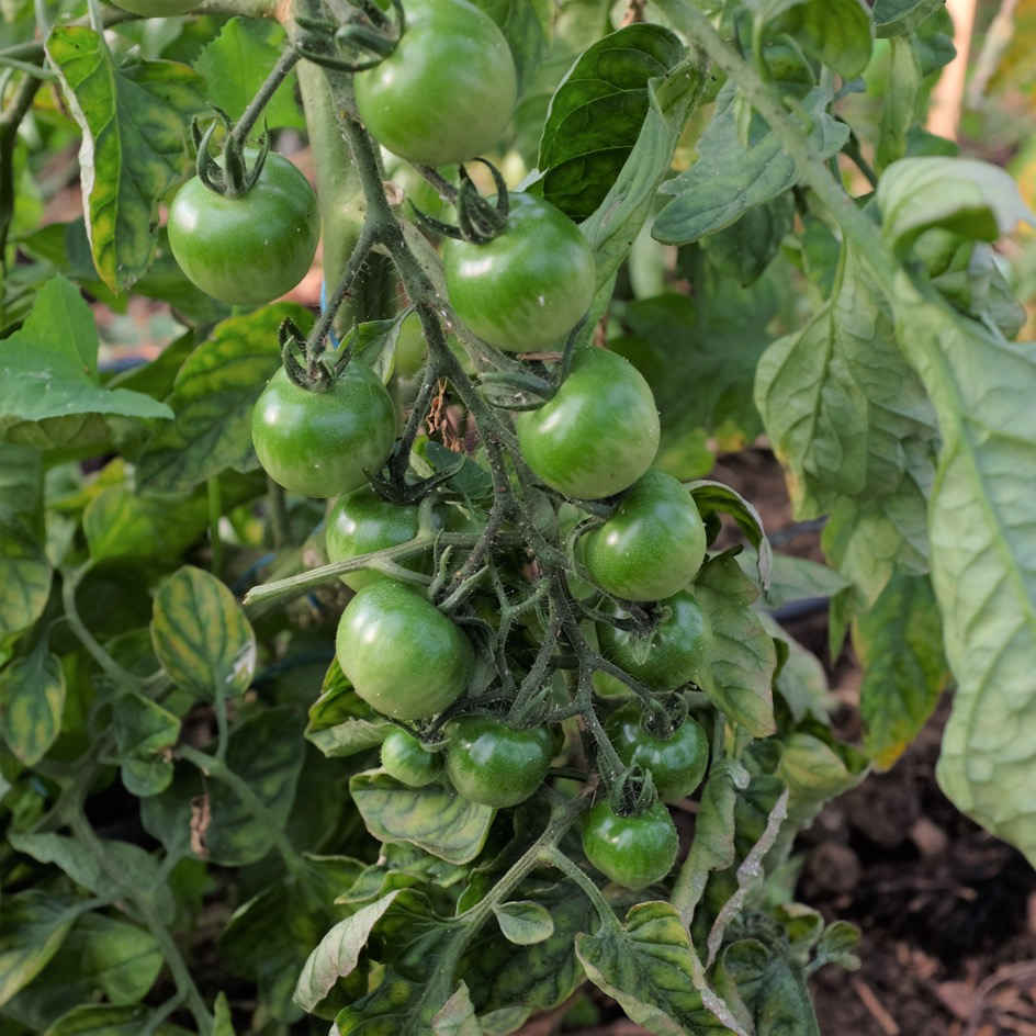 Tomate cerise – Graines BIO  Cultiver bio, c'est bon pour la santé!